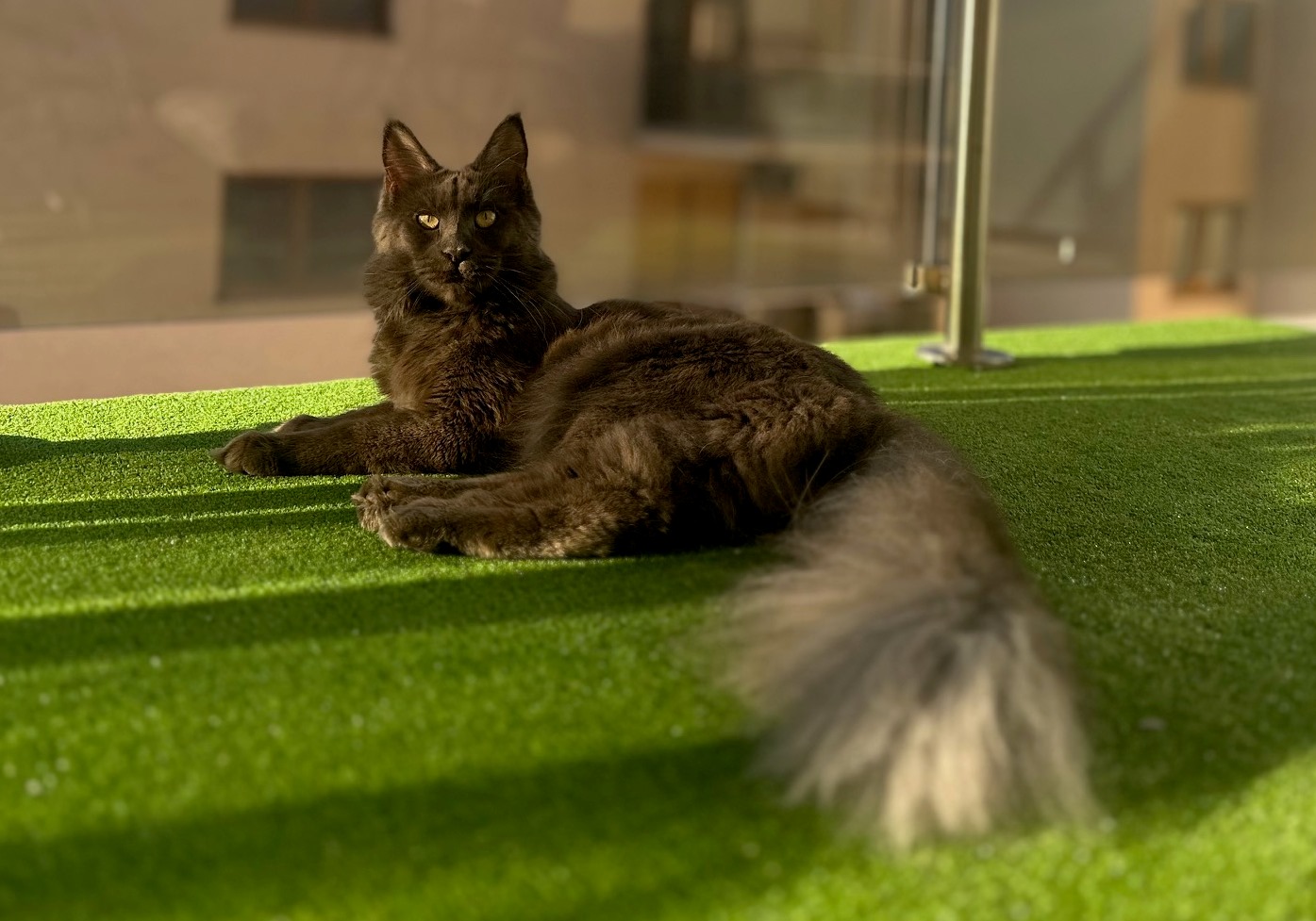 Villagecoon SN Paris